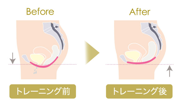 骨盤底筋とは